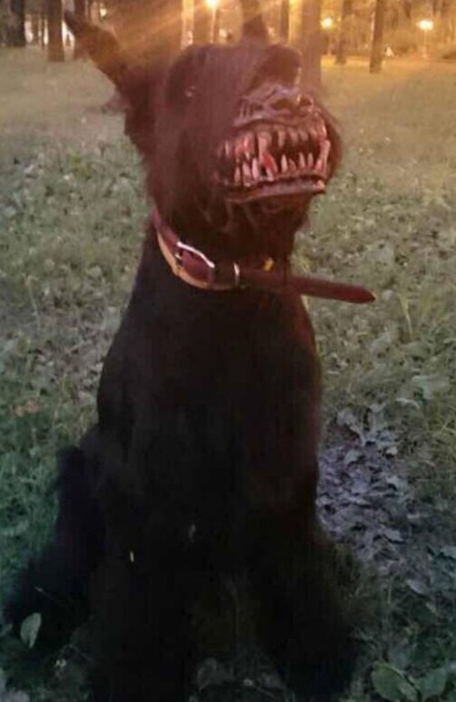 Zombie dog clearance muzzle