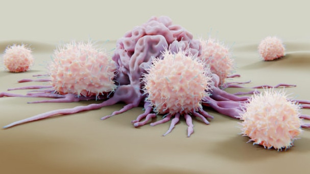 Natural killer cells attacking a cancer cell. Picture: Getty Images