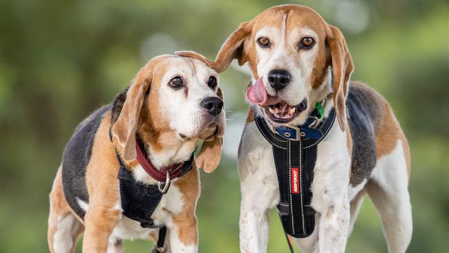 Lab tested animals, like Freckles and Timmy, will be rehomed under proposed changes to Victoria’s animal welfare laws. Picture: Jason Edwards.