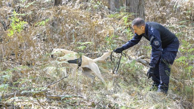 Police used dogs in the new search for Samantha Murphy. Picture: Joe Armao