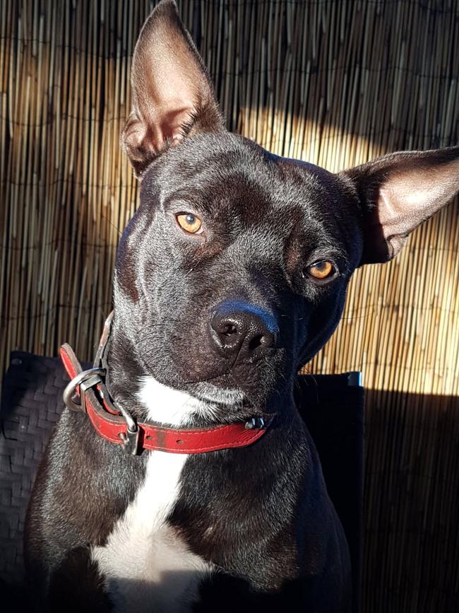 Leo (a Pitbull X Staffy). Picture: Wayne Dawson / Supplied