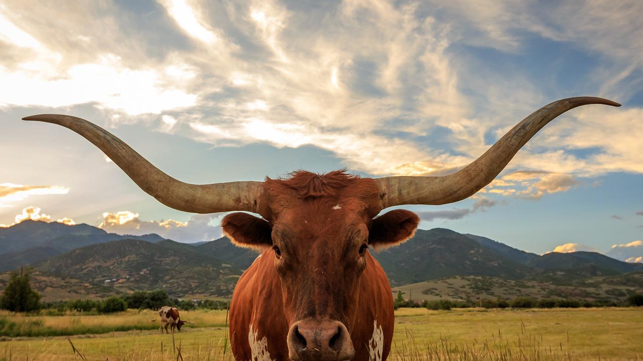 Man pierced by bull’s horn dies