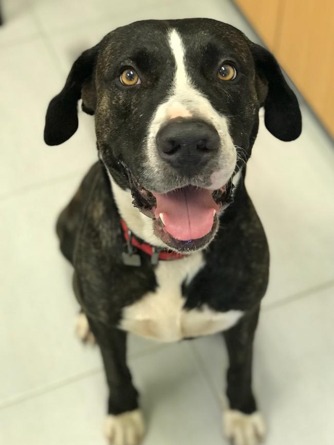 Jaboo, believed to be a five-year-old bull arab cross, was seized by the RSPCA after he was identified as a dog being pinned to the ground and bashed by a man in Mackay. Photo: RSPCA Queensland.