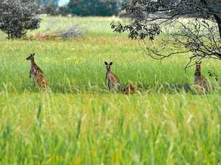 ROOS: A mob of kangaroos at Twin Waters, an area with a higher rainfall and usually more grass than the Greymare area. Picture: Warren Lynam