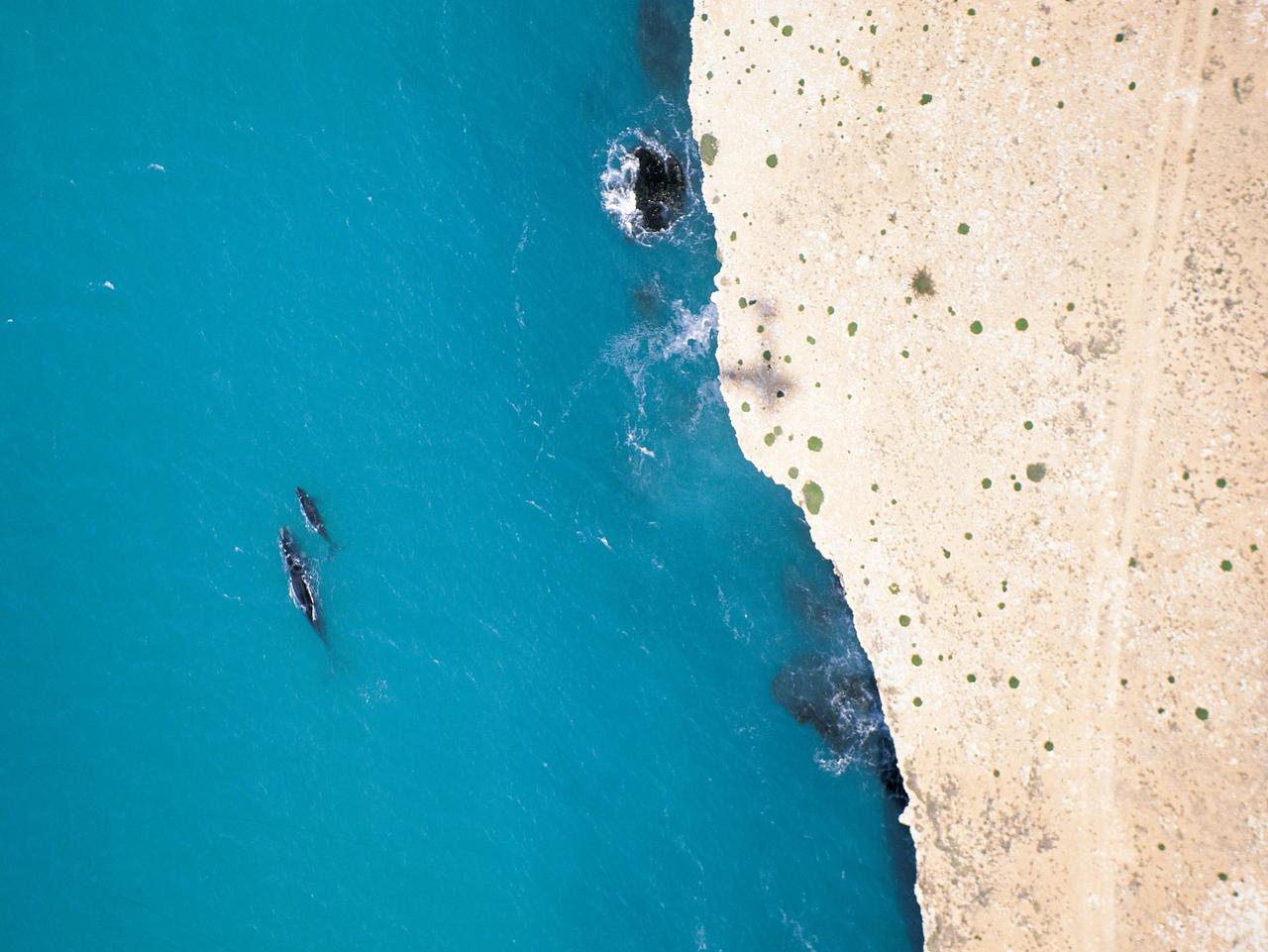 Southern Right Whales, Head of Bight, Eyre Peninsula, Nullarbor Plain. Picture: SATC/Adam Bruzzone