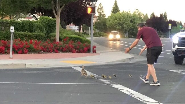 The man was helping a family of ducks cross a road before he was struck by a car. Picture: Supplied