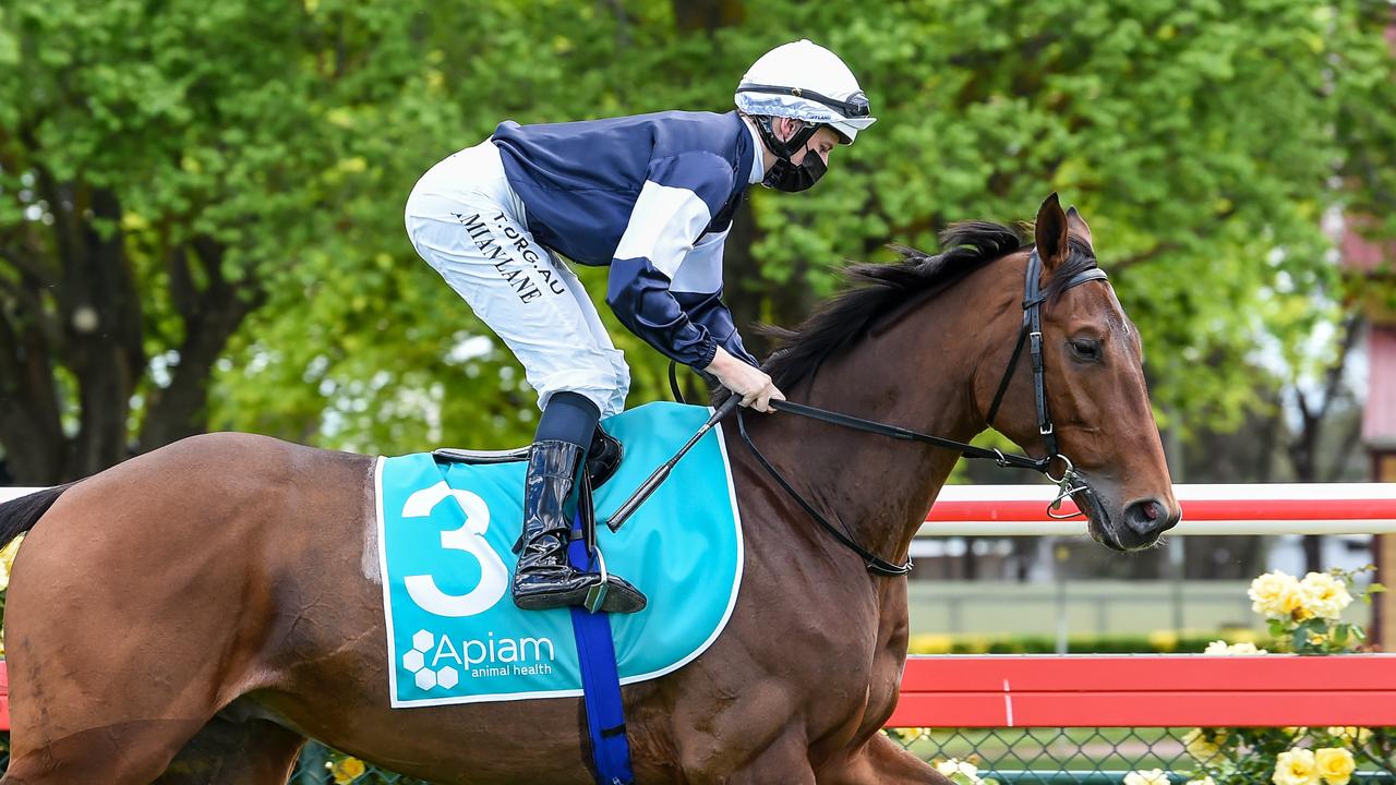 Pondus is set to resume at Flemington on Saturday. Picture: Racing Photos