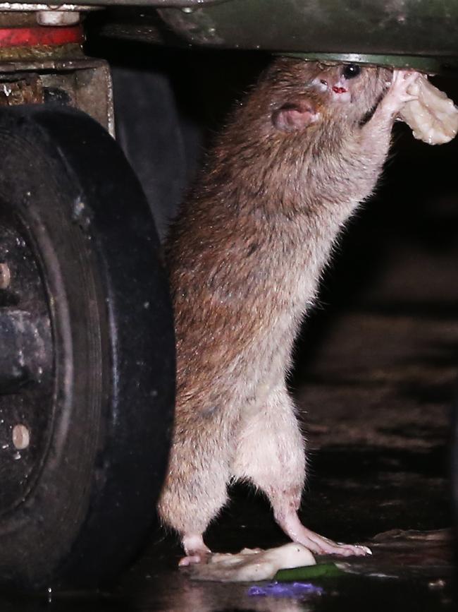 Anything goes really … this rat is sporting some war wounds. Picture: Toby Zerna