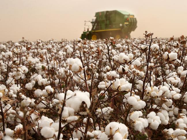 Gavin Del Broi, Griffith Cotton GrowerPicture: ANDY ROGERS