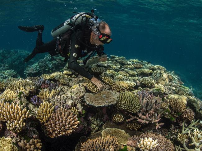 Divers are racing to collect 400 samples from for the Biobank. Picture: Supplied