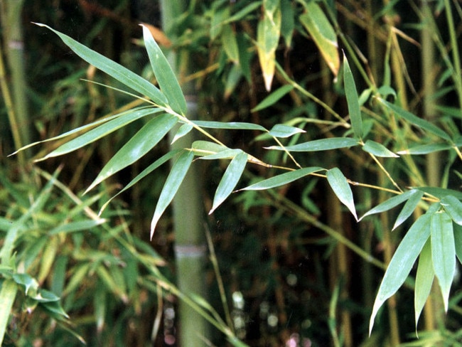 Mr Gill’s neighbour, Xuekei Chen, had purchased the neighbouring home in 2022, which featured a dense thicket of 6m bamboo at the rear. Picture: Queensland Government