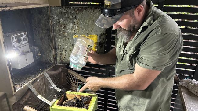 While the chorus of thousand of humming bees may be an intimidating one for most, Wesley Mackay gets a buzz from it. Picture: Supplied