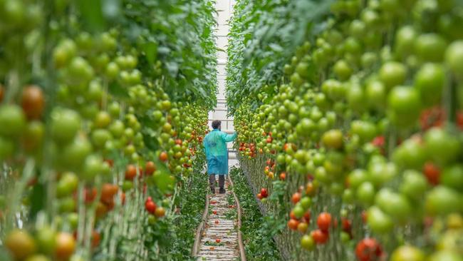 Centuria Capital has bought a tomato glasshouse facility in Guyra, NSW, from Costa Asset Management