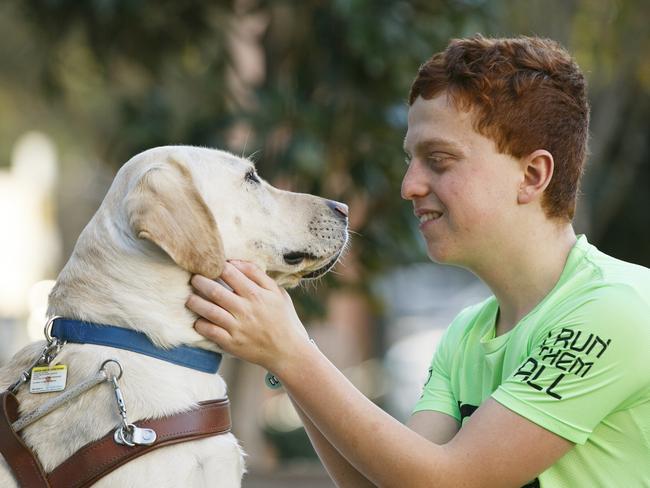 Jontie the guide dog helps Ben walk to school and cross the road. Picture: Tim Pascoe