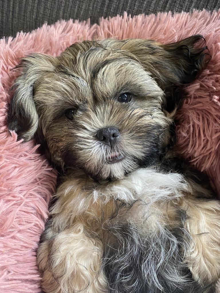 Winnie Nicolson – 10 weeks old Winnie is the cutest little pup around! Shy and timid, but once around her boyfriend Dukey she is the most playful, snugly girl going!!