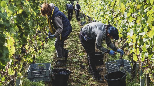 Fruit growers are facing a concerning labour shortage this year. Picture: Getty Images.