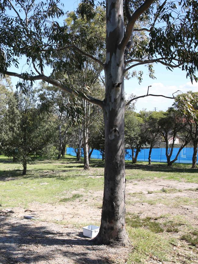 Trees at the park are believed to date back to the 1980s.