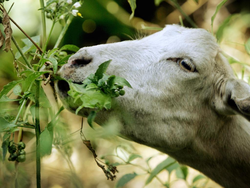 Facebook Mark Zuckerberg Served Twitter Ceo Goat He Killed Au — Australia S Leading