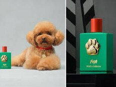 Fefe: Dolce and Gabbana perfume for dogs.