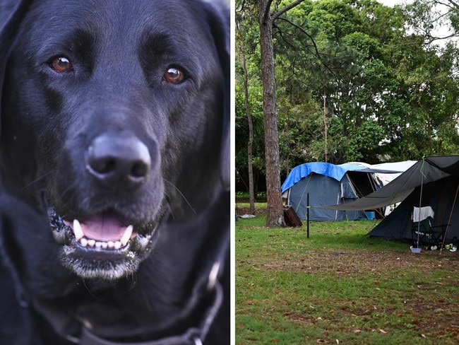 A local council has voted to clamp down on homeless people sleeping rough in public spaces, including a new ban on pets and publicly sleeping in vans or cars.