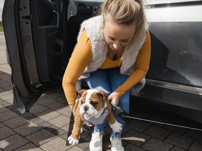 The British bulldog also leads the list of dogs most likely to be treated for heat stroke and hypothermia.