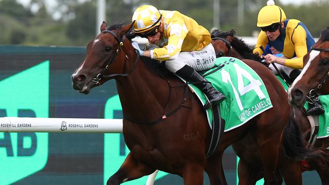 Lady Of Camelot is the most popular Moir Stakes runner among the experts from Racenet and Punters. Photo: Jeremy Ng / Getty Images