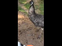 Dirtbiker get harassed by “Frank” the emu 