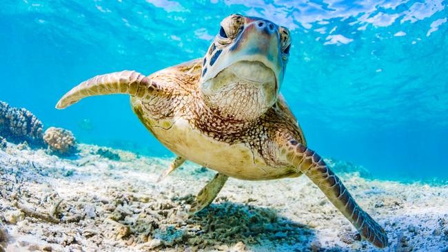 You don’t see many turtles on the main street of the Bathurst Island.