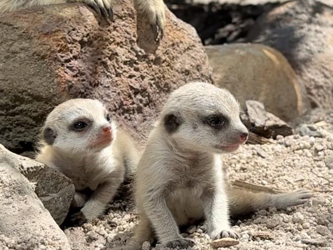 Tasmania Zoo's meerkat pups celebrated their one-month birthday on Christmas eve, pictured with their parents Rose and Gilligan. Picture: Chloe Koch