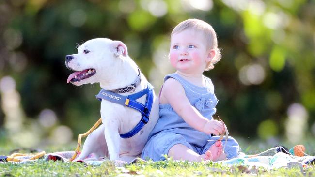 Unique bond between three legged Snowy and his special new owner | Gold ...