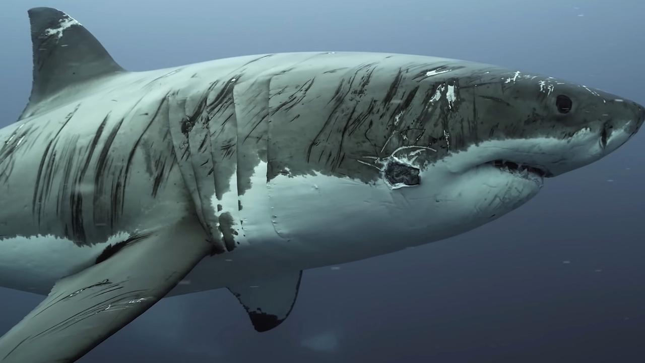 Underwater cinematographer Dean Spraakman captured footage of a battered looking shark off the coast of the Neptune Islands in South Australia. Picture: Sea Dragon Films