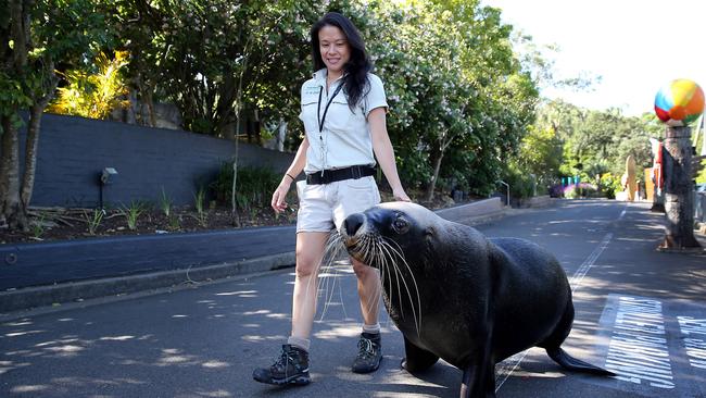 ‘Where’d everybody go?’ Danielle Fox takes Malie the lonely sea lion for a walk around a deserted Taronga Zoo in Sydney. Picture: Jane Dempster