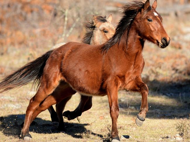 Wild Brumbies roam the mountainous country at the Sanctuary in the hills north west of Armidale. Picture by Peter Lorimer.