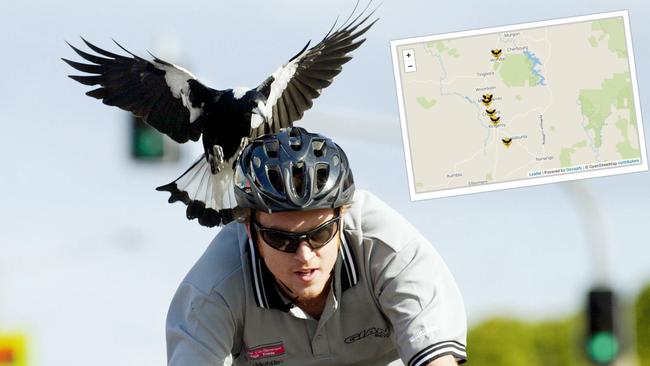 Council backflips on ‘dangerous’ magpies decision