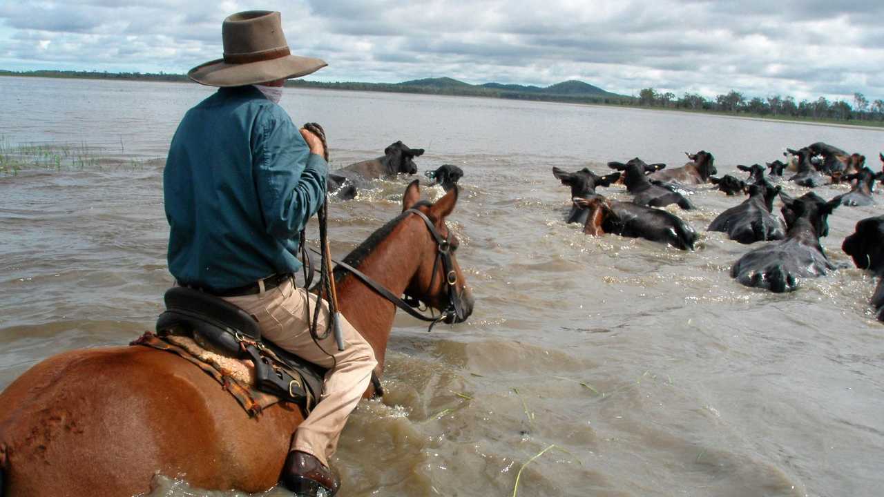 Lawson Geddes moving the Brangus cattle to higher ground - which is the land the Defence Department is interested taking for the Shoalwater Bay expansion. Picture: contributed