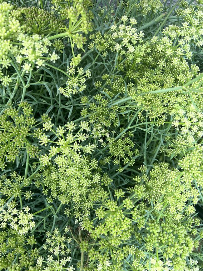 Crithmum maritimum (Rock samphire)