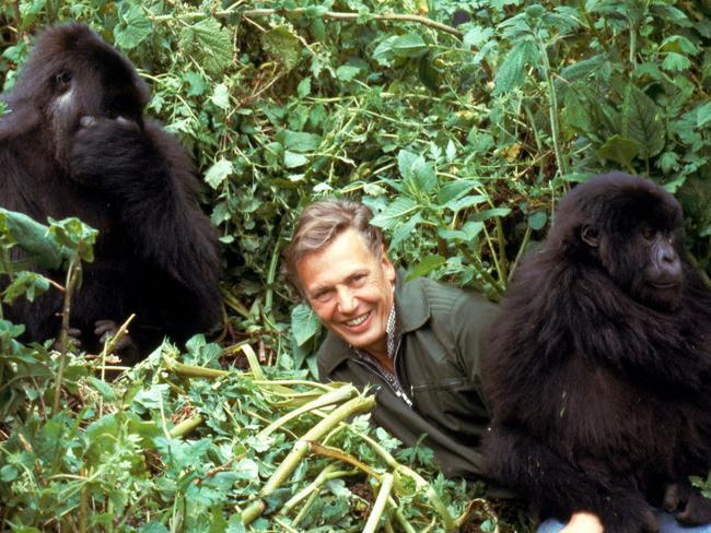 Sir David Attenborough with mountain gorillas in Rwanda. Picture: BBC