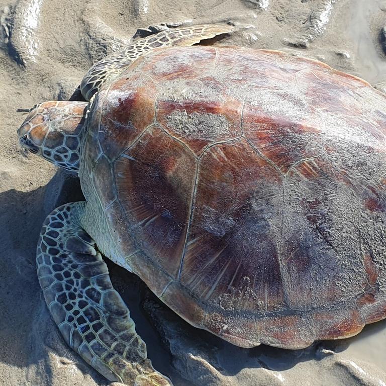 Volunteers who saved a hundred turtle hatchlings at Gladstone beach say ...