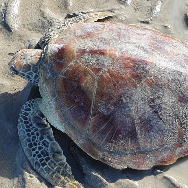 A turtle relaxing on the beach at Tannum Sands. Picture: Ian Anderson