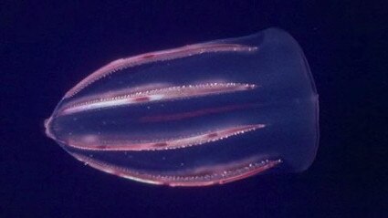 The research revealed people were more afraid of jellyfish than sharks.