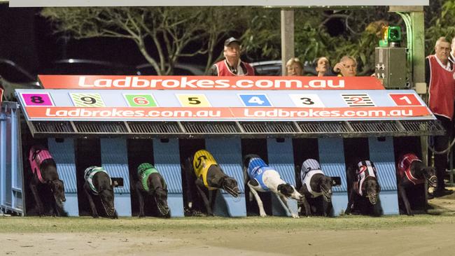 Greyhound racing resumes at Wentworth Park. Photo: Brook Mitchell/Getty Images)