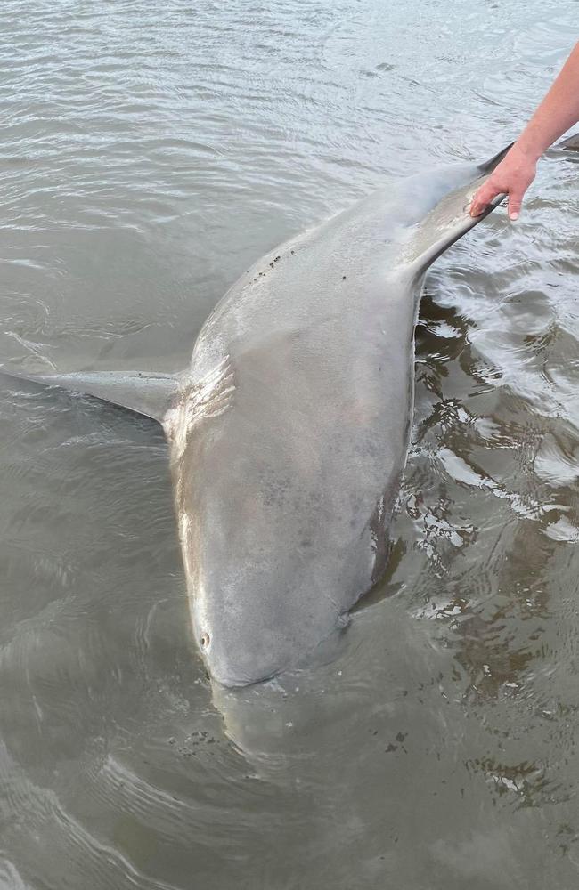 A man pulls a dead shark to shore at Pittwater. It follows a weekend of heavy rain and winds. Picture: Jac Shell.