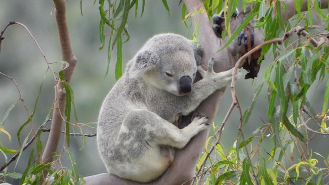 A young male koala. Picture: Debbie Smith