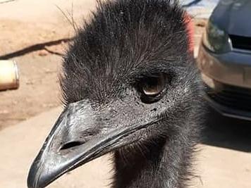 Burt the emu has gone missing from a home in Girraween. Picture: Supplied