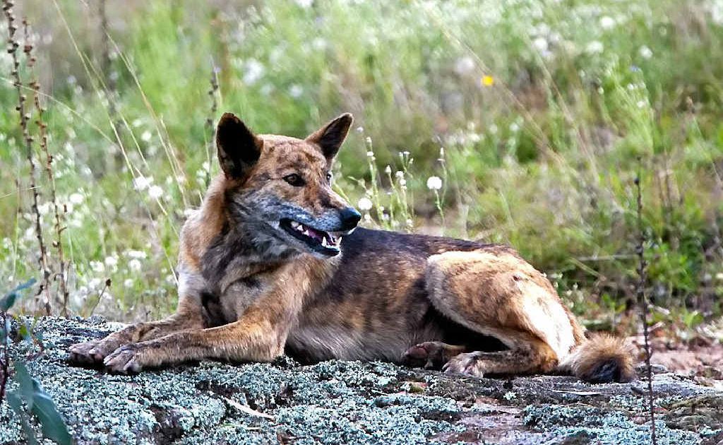 how do wild dogs protect themselves