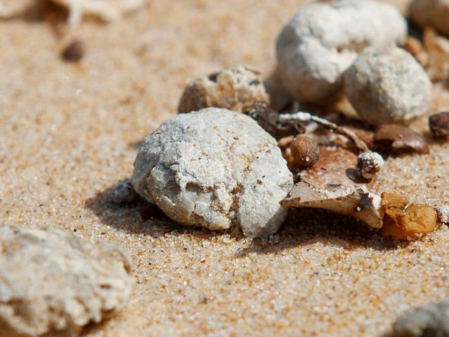 SYDNEY, AUSTRALIA - NewsWire Photos JANUARY 14, 2025: Balls on Dee Why Beach on Tuesday afternoon. Nine beaches are closed across the Northern Beaches after white/grey, ball-shaped debris was found washed up along the shore. Council was alerted to the debris via the EPA and is working closely with the state agency to collect samples for testing. Picture: NewsWire / Nikki Short