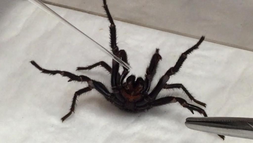 Funnel Web spider milked at Westmead Hospital