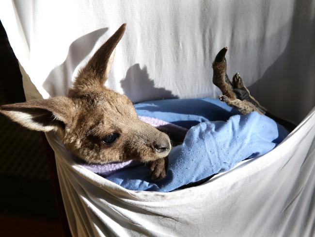 Little Ziggy relaxing in his flannel pouch. Picture: Martin Lange