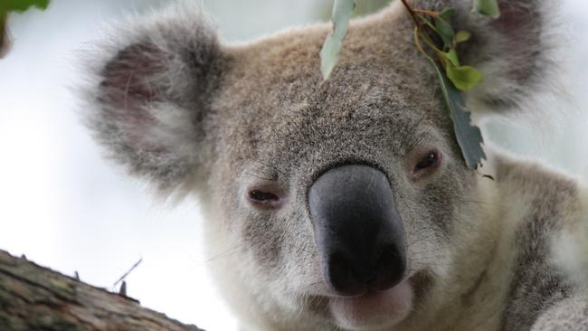 A female koala hit by a car near Redland Hospital had to be euthanased due to head injuries. It had only been released back into the wild a month ago.