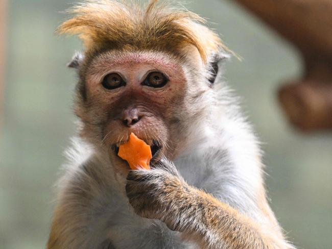 A toque macaque (Macaca sinica) eats some fruit in its enclusure at the Zoo in Berlin on July 29, 2022. (Photo by Ina FASSBENDER / AFP)